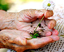 Senioren Hand Blumen